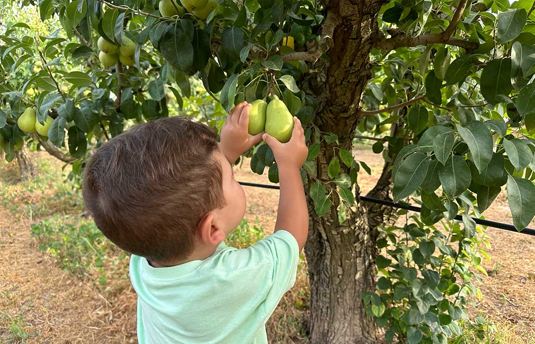 spanish-farmer-fresh-pear-ercolina-farm-spanish-exporters-owner-farm-pear-dop-jumilla-farmers-pear-fruit-ercolina-contact-directly-farmer-pear-ercolina