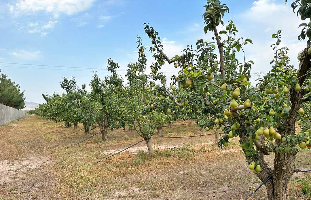 spanish-farmer-fresh-pear-ercolina-farm-spanish-exporters-owner-farm-pear-dop-jumilla-farmers-pear-fruit-ercolina-contact-directly-farmer-pear-ercolina